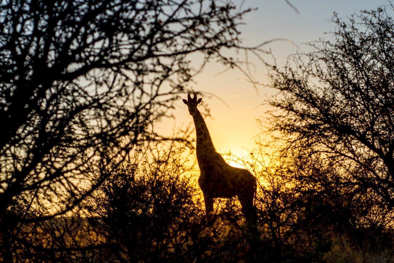 Daan Viljoen Game Lodge Виндхук Экстерьер фото