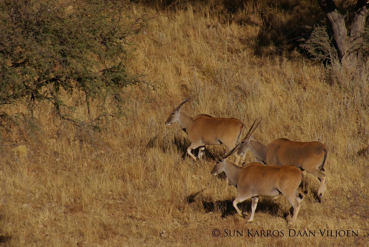 Daan Viljoen Game Lodge Виндхук Экстерьер фото
